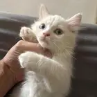 قطوه صغيرة للتبني   كيتن