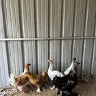 دجاج ابراهما