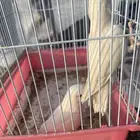 عصافير روز البينو حبتين