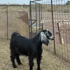 تيس للبيع