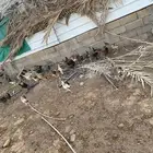 دجاج للبيع