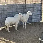شاه رفيديه والد ثنيه