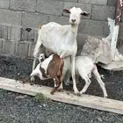 عنز متاومه
