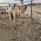 قعود للبيع