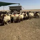 غنم أنعيم طيبه اللبييع