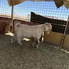 تيس فحل عارضي