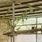 مشكل دره حجل قطا دجاج براهما اسود حمام ماسي زبرا