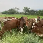 بقر 50راس مراح