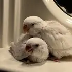 للبيع فروخ روز غر اليف