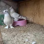 حمام تركي و بلجيكي