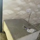 طوله