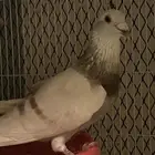 حمام زاجل منتج