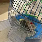 جوز طيور الحب سكاكا