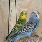 ذكر بادجي تم البيع