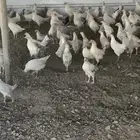 فروج فيومي المنيوم