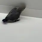روز