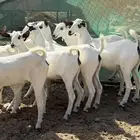 عدد 8 جفار كحل