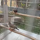 زيبرا للبيع