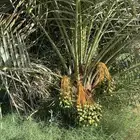 برحي سكري خلاص شيشي