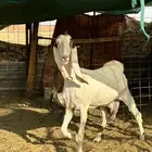 عنز دافع