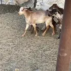 تيوس
