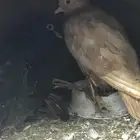 حمام صنعاني