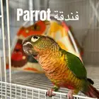 فندقه طيور