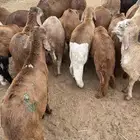 غنم سواكن مخاصي