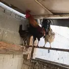 ديك و دجاجتين