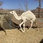 قعدان للبيع