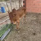 حسيله للبيع عمرها 7 شهور