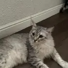 قطه للتبني