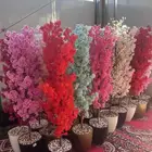 ورد اوركيد