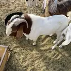 ماعز بورقيت