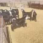 تيوس