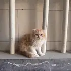 قط دلوع للتبني الخبر الشمالية