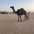 ناقة مجهم طيبة