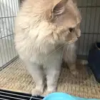 تبني ذكر شيرازي مع ماي كوين