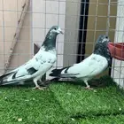 حمام باكستاني علي ولا