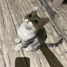 قطه سكوتش بريتش شورت هير