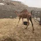 حشو قعدان