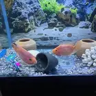 زوج سمكة الببغاء متوافق وأحجام مناسبة واشكال جميلة