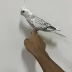 كروان هولندي اليف