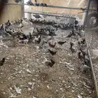 دجاج فيومي عمر 4 شهور