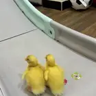 بطتين للبيع