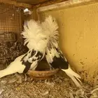 جوز جاكوبين