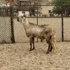 فحل درماني صنف