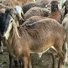 سواكن