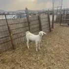 جفره بيشيه ذبيحه مع الذبح وتوصيل209تقيم إيجابي ولله الحمد