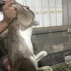 ارانب للبيع